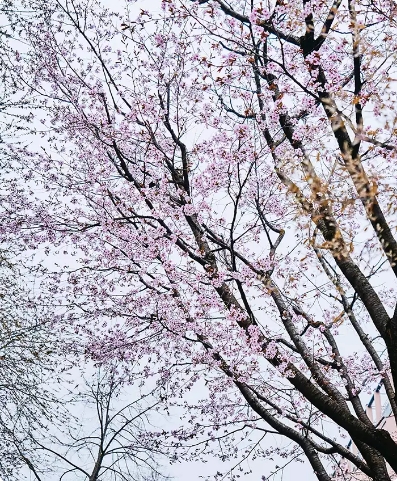 Fleurs de cerisier roses sur des branches fines devant un ciel clair