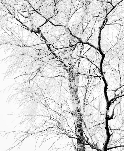 Arbre enneigé aux fines branches devant un ciel clair, ambiance hivernale calme