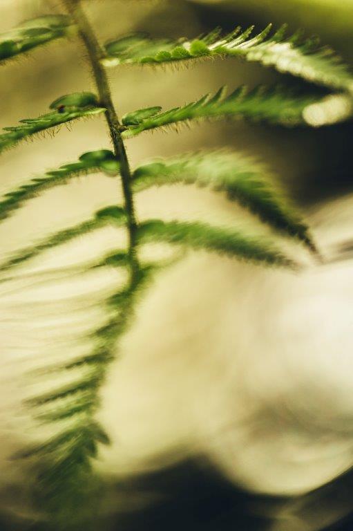 Fougère verte aux feuilles fines dans une lumière douce, gros plan naturel