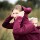 Softshell Babywearing Jacket Allrounder fit burgundy L